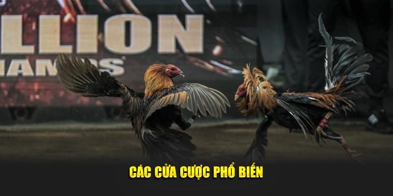 Các cửa cược phổ biến