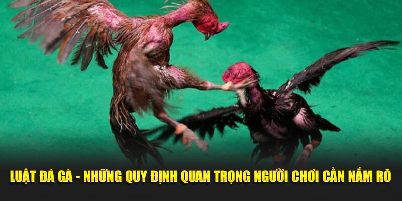 Luật đá gà có vai trò quan trọng