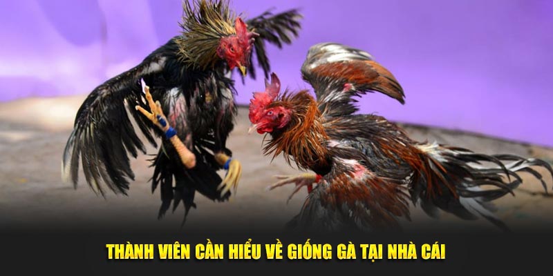 Thành viên cần hiểu về giống gà tại nhà cái