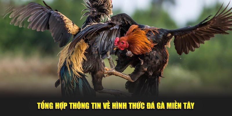 Tổng hợp thông tin về hình thức đá gà miền Tây