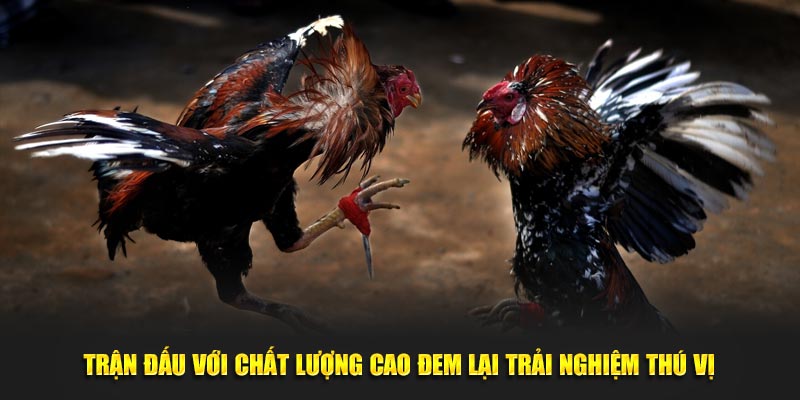 Trận đấu với chất lượng cao đem lại trải nghiệm thú vị